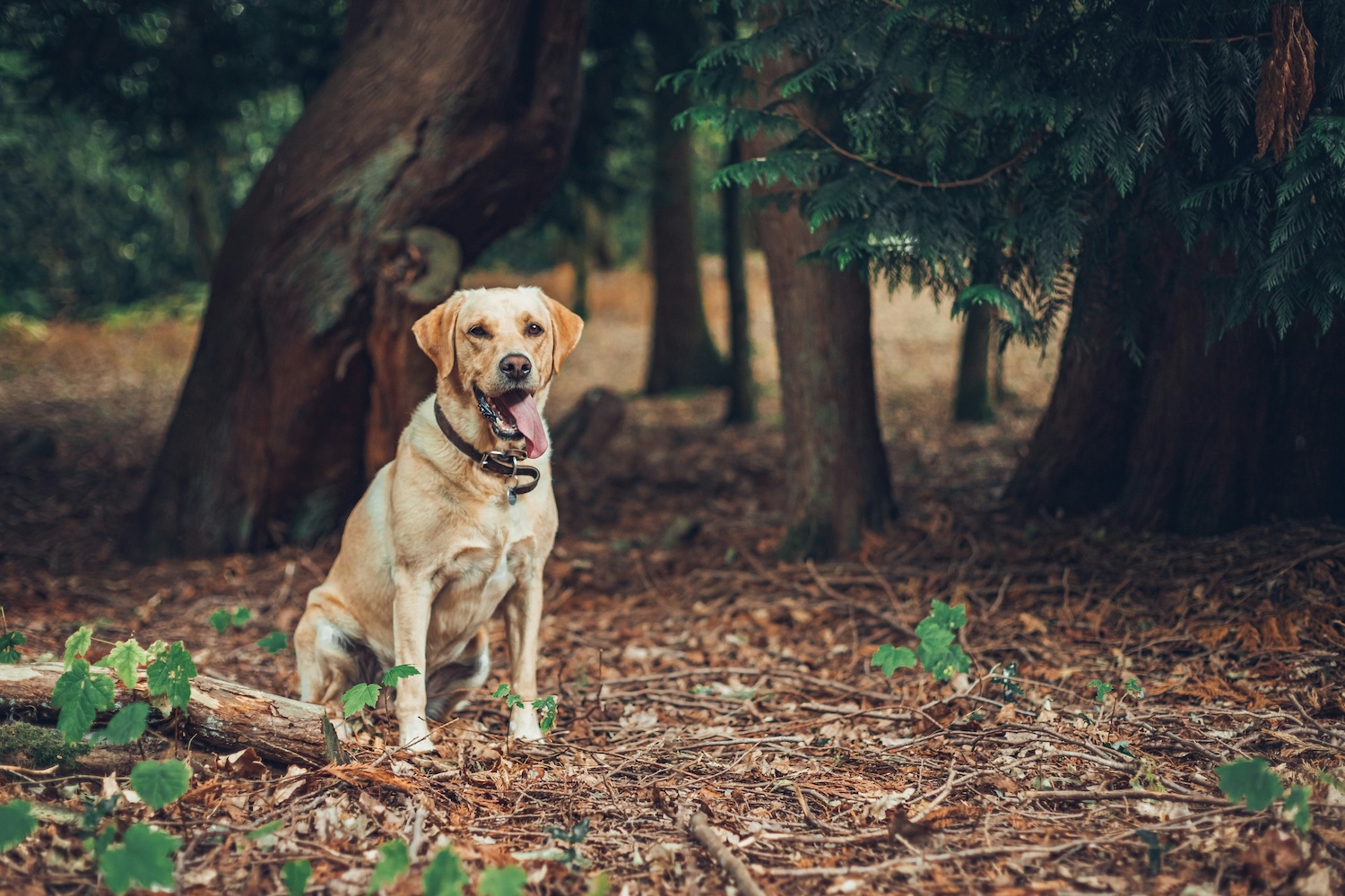 Pets and divorce: image shows a golden retriever sitting down in a woodland area. It is looking at the camera with its tongue out.