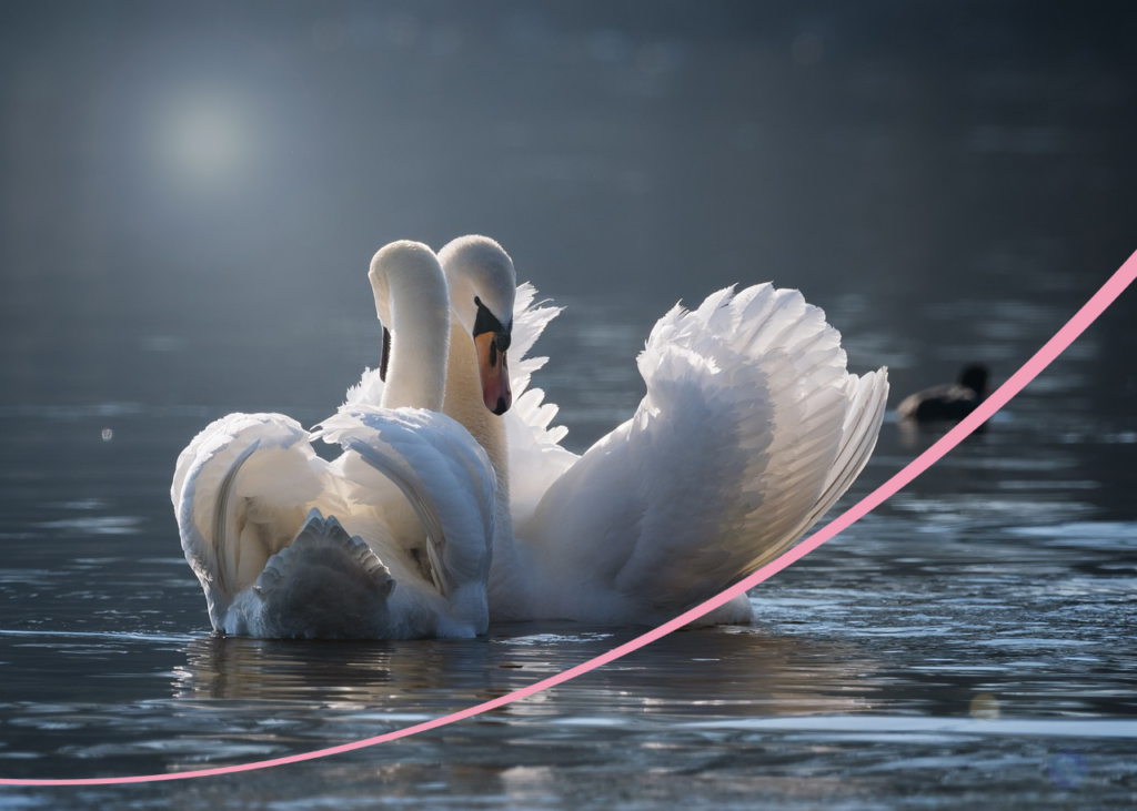 Two swans on a river